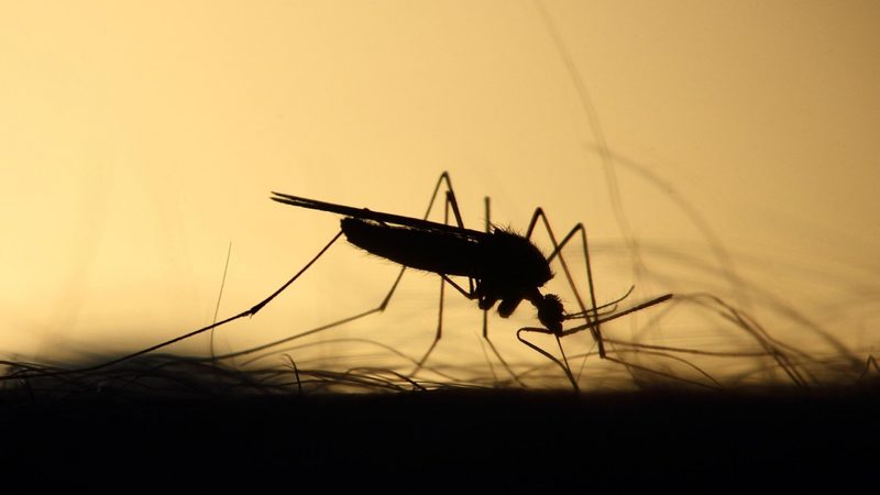 Islandia detecta por primera vez mosquitos resistentes al frío en su territorio