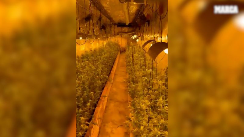 Descubren plantación oculta de 375 plantas de marihuana tras librería en Ripollet