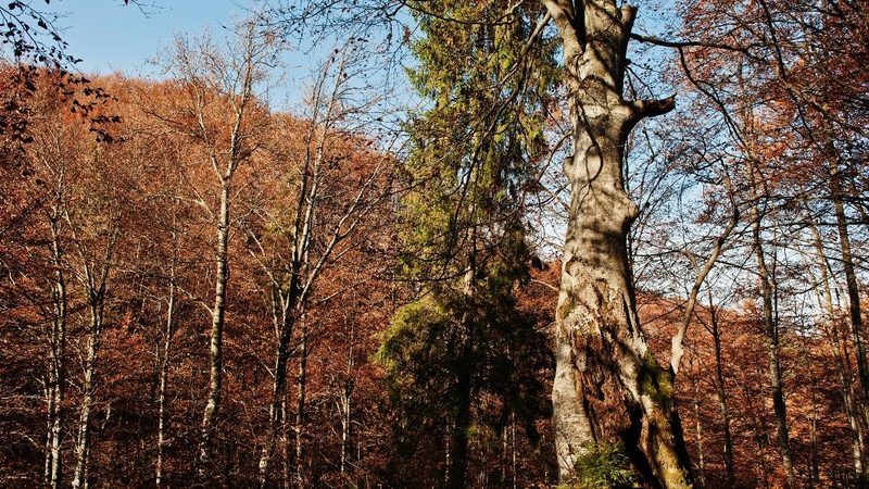 Descubre la Fageda d’en Jordà: senderismo y naturaleza en otoño en la Garrotxa