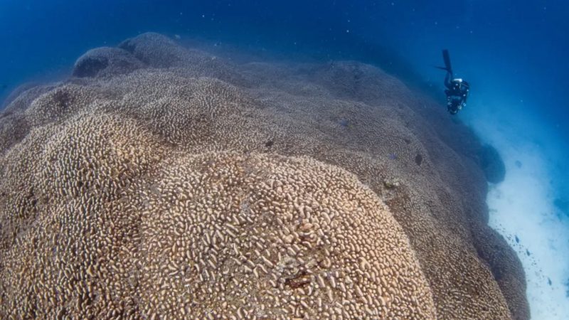 Descubren en las Islas Salomón el coral individual más grande del mundo, con casi 500 años de antigüedad
