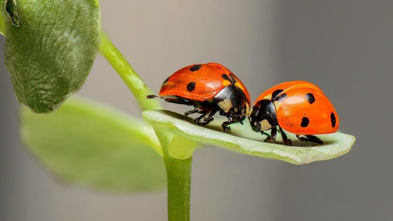 Científicos alertan sobre la crisis de insectos y su impacto en la alimentación global