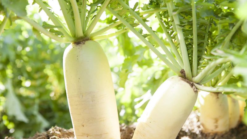 Il Daikon: la radice giapponese che favorisce benessere e forma fisica