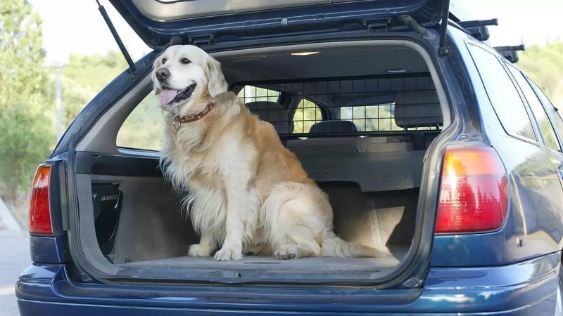 Multas por dejar a tu mascota sin protección en el coche: ¿Qué riesgos y sanciones existen?