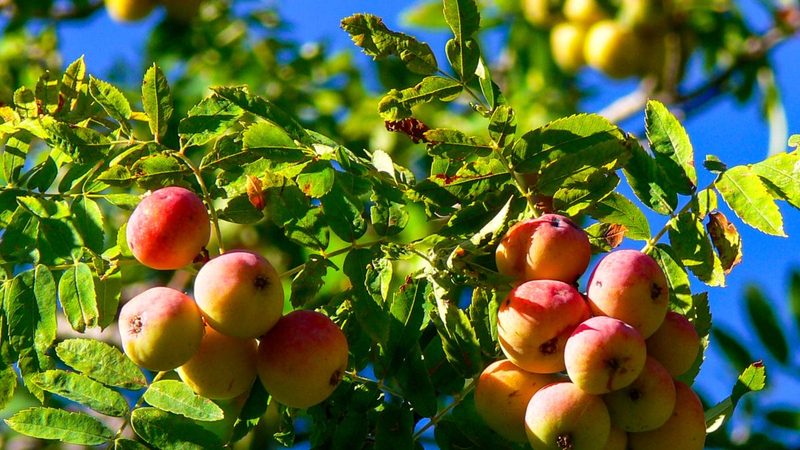 Scopri le sorbe: un frutto dimenticato ricco di nutrienti e benefici