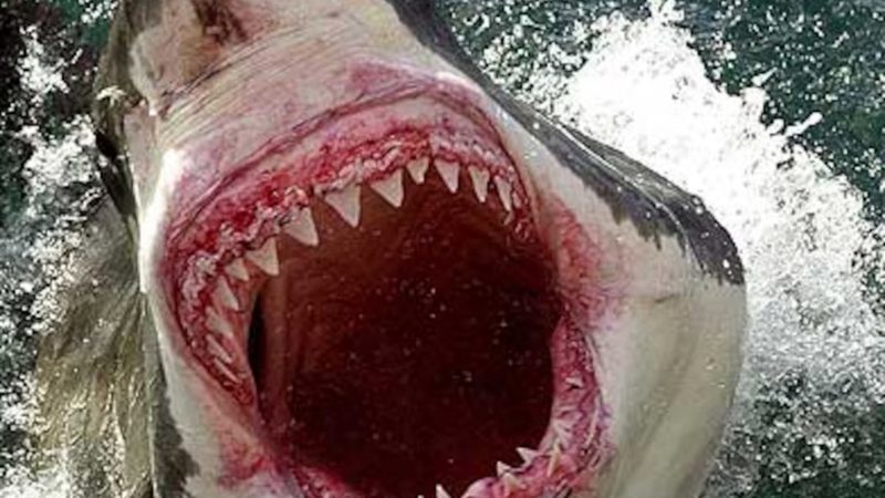 Revelan las causas del ataque del tiburón a un turista español en Maldivas