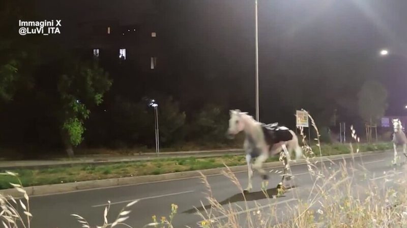 Cavalli in fuga a Roma: il caos sulla Colombo prima della parata del 2 giugno